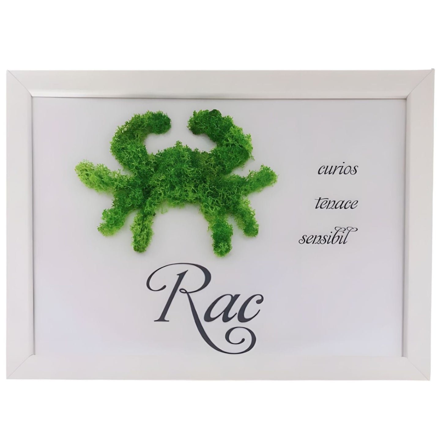 Tablou cu licheni naturali, stabilizati si text personalizat pentru zodia rac, cu dimensiunea de 20x25 cm.